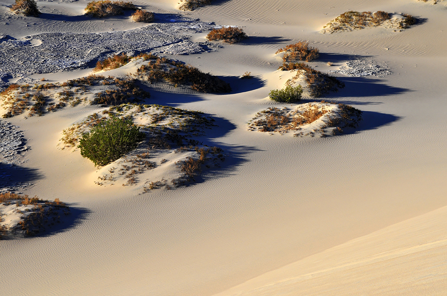 Mesquite Dunes Death Valley NP 62224jpg